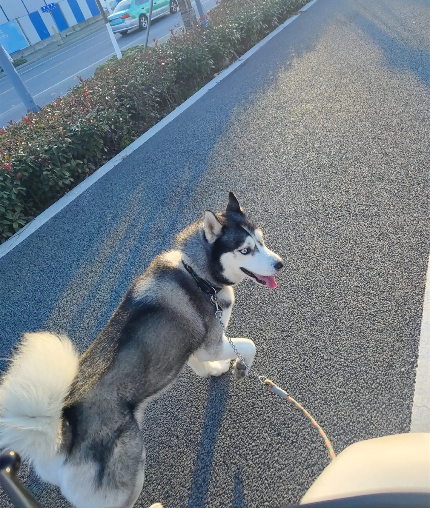 大型犬专享代遛