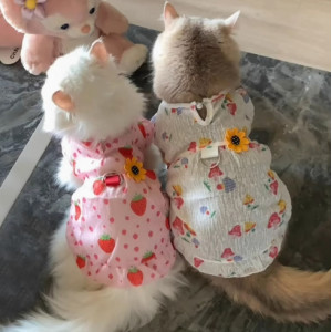 猫咪衣服夏季薄款透气公主裙可牵引金渐层布偶宠物狗狗小猫防掉毛