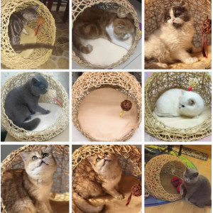 猫窝夏季四季通用藤编幼猫猫床猫咪用品宠物房子玩具可拆洗狗窝凉